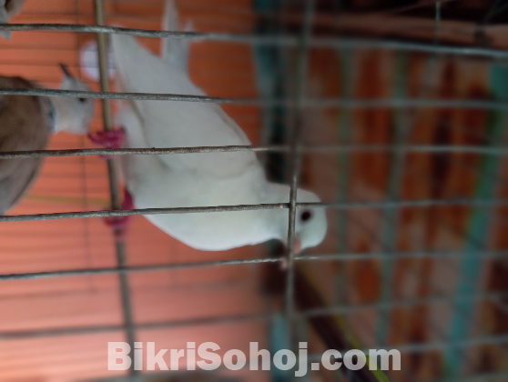 Australian Dove